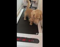 Excited dog runs to treadmill 