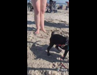 Black dog follow bite green shovel beach