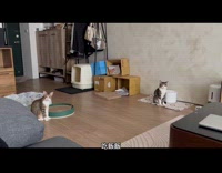 Cat responds stares at owner eating time