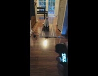 White pet cat sits and rides the electric skateboard