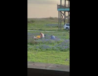 Blonde Woman in White Dress Poses in Flowers 