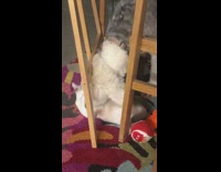 Grey and white dog plays with cat