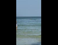 Person swim in beach with shark fin