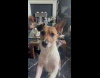 Collab PubityPets - Brown White Dog Tilts Head as Lady Talks