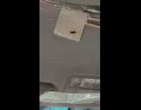 roach on tape of taxi car plastic lining