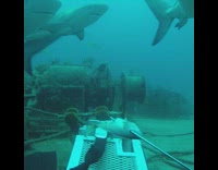 Scuba diver feeds sharks underwater 