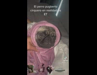 Dog Under Cotton Comforter and Bed Sheet