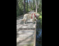 Dog red harness grey green shoes bridge 