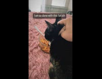 Black cat gets bite of owners spaghetti 