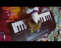 Small white brown dog steps on keyboard on bed 