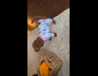 Dog wears pajama for the first time