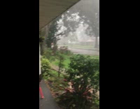 Black chicken bird watches rain from porch