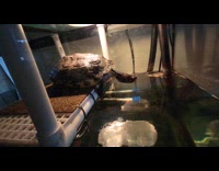 Pet turtle on the aquarium fed and swam Part 1