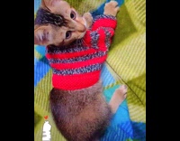 Collab PLC - Kitten on bed wear red sweater shirt