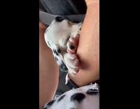 Dalmatian puppy grows into adult