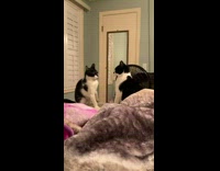Two cats have stare off before play fighting 