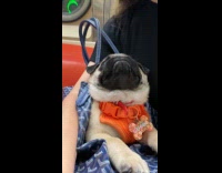 Pug dog in bag ride subway train