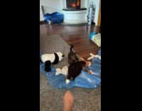 Collab PLC - Cat loves playing with plastic