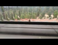 Bee waves to the filmer at the window