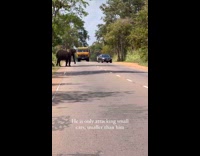 Elephant attack small cars on the road