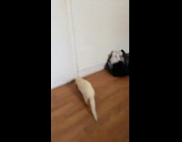 Ferret jumps on bed falls down floor