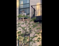 Hawk Found on AC Unit Eating Animal 