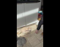 Cat approach and pop descending soap bubble