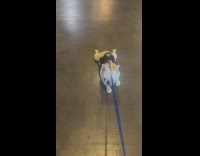 Lazy dog lays down on walk