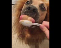 Brown dog lion costume eats peanut butter 