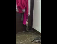 Kitten cat hangs onto pink scarf door