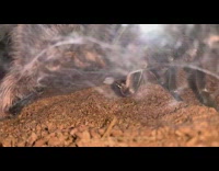 Tarantula spider nutting web dirt