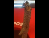 Lanternfly on gum at stick inside trash