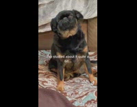 Dog on couch stares down owner 