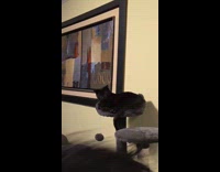 Cat watches woman headbang follows her head