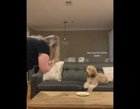 Collab KaleSaladIG - Dog waits on couch to eat dog treat on dish