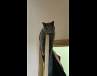 Collab ClipsIG - Lady Gets Spooked by Cat on Door