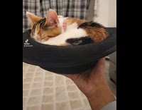 Curled Cat Sleeps Comfortably inside Hat