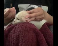 Pet owner takes out bugs from cat 