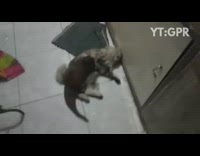 Brown mongoose grey cat play fight wrestle 