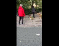 Woman film dogs wearing skirt at park