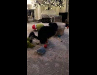 Black dog tries to hump on toy