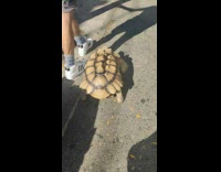 Large tortoise walks next to guy down sidewalk 
