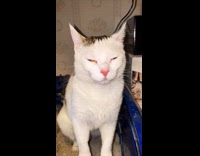 Collab Clips mpugc - White cat pooping pursing lips