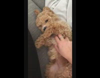 Curly brown dog belly rub bite arm