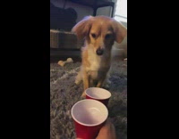 Brown puppy dog bites drinks red cup 