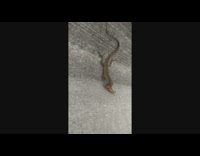 Lizard with a bug in its mouth at the sidewalk