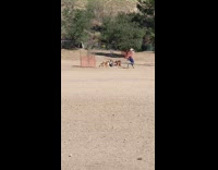 Dogs sit behave lineup beach photo shoot