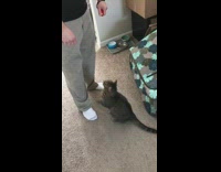 Cat jumps hangs onto wrist guy treat