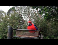 Rosellas eating seeds from bird feeder