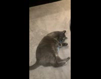 Pet cat lie down with a pencil and plays with it